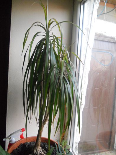 Dracaena Marginata - 16--Plante