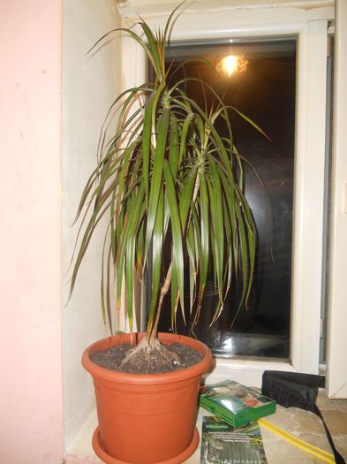 Dracaena Marginata