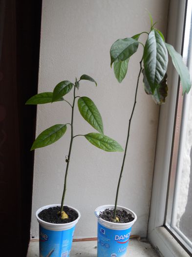 avocado - 16--Plante