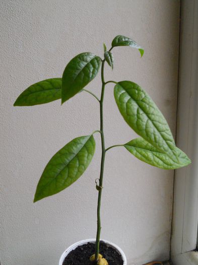 avocado cel mic - 16--Plante