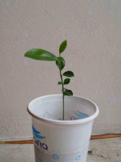 portocal (Citrus sinensis) - 16--Plante