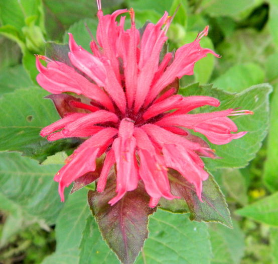 Monarda Fire Ball