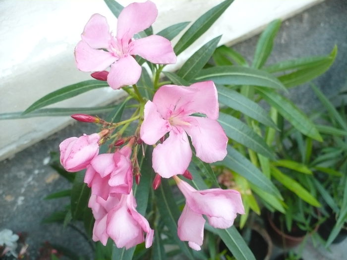 Roz din seminte - Leandrii 2014