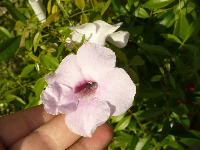 Pandoreea - Diverse floricele
