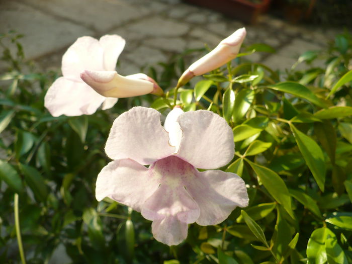 Pandoreea jasminoides flori