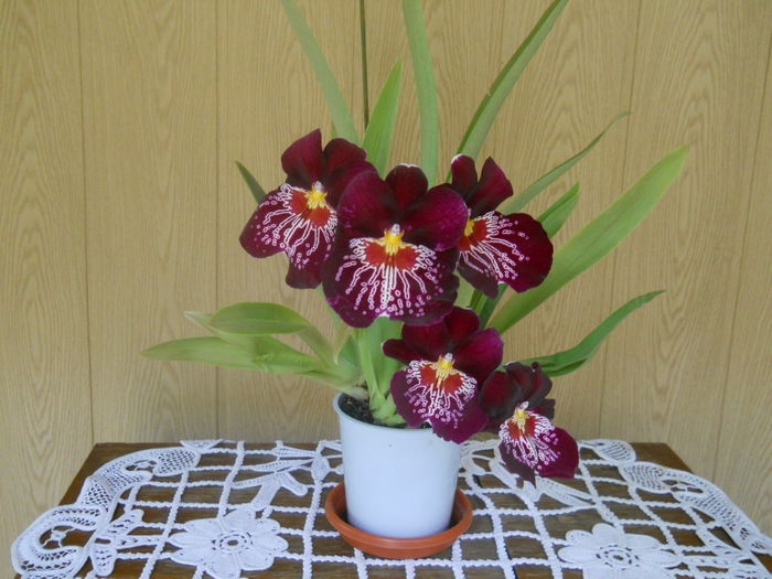 MILTONIA