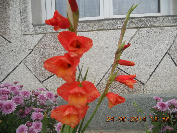 DSCN3168 - flori din gradina