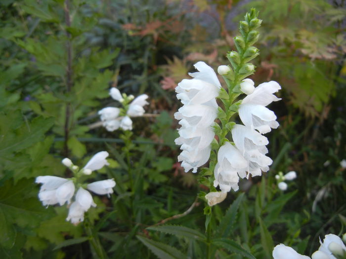 Physostegia virginiana Alba ('13, Jul.26)