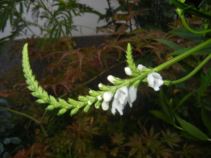 Physostegia virginiana Alba ('14,Jun.23) - PHYSOSTEGIA Virginiana Alba