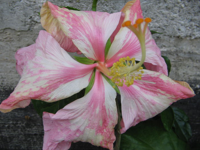 IMG_0964 - Hibiscus 1