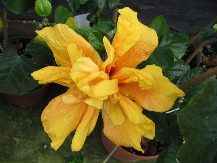 IMG_0965 - Hibiscus 1