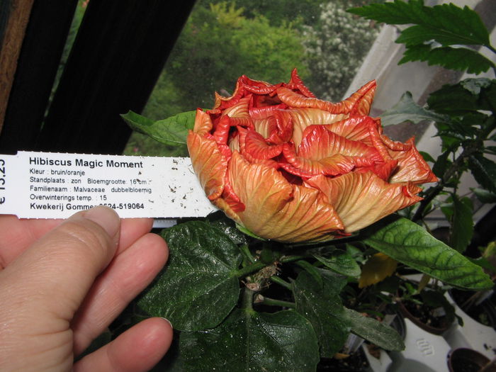 IMG_0966 - Hibiscus 1