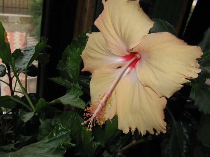 IMG_0968 - Hibiscus 1