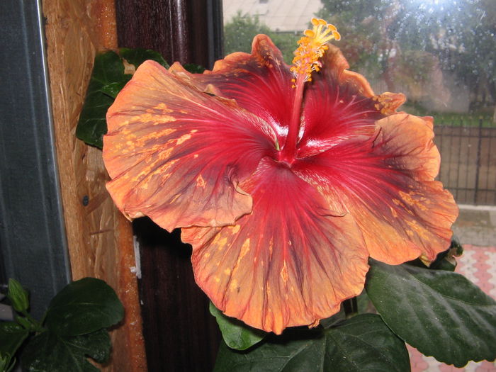 IMG_0969 - Hibiscus 1