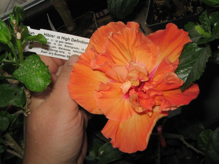 IMG_0970 - Hibiscus 1