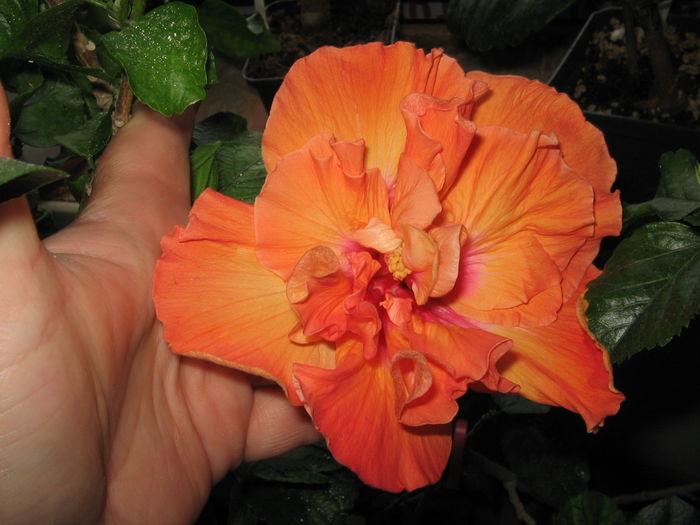 IMG_0971 - Hibiscus 1