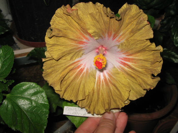 IMG_0972 - Hibiscus 1