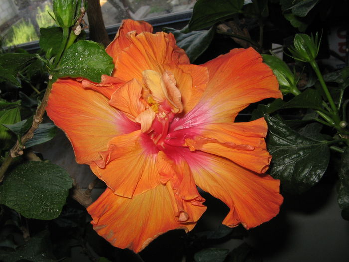 IMG_0974 - Hibiscus 1