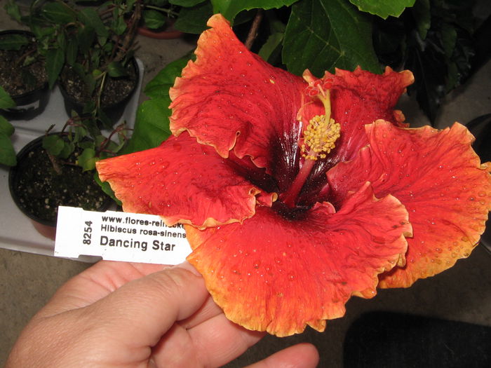 IMG_0978 - Hibiscus 1