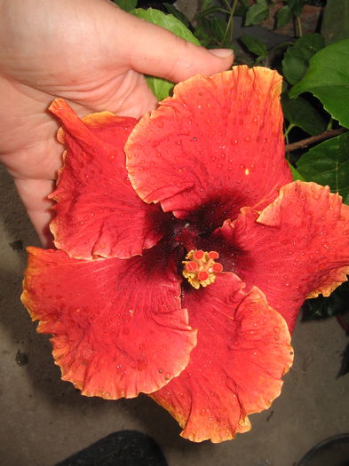 IMG_0979 - Hibiscus 1