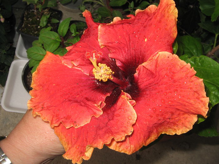 IMG_0980 - Hibiscus 1