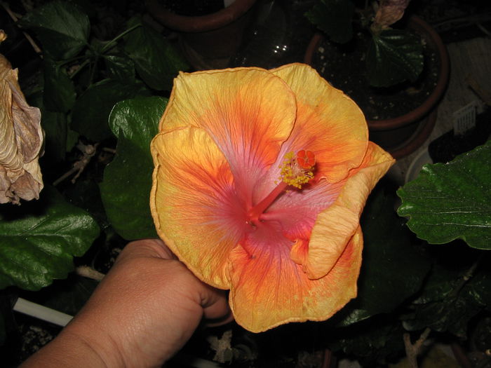 IMG_0983 - Hibiscus 1