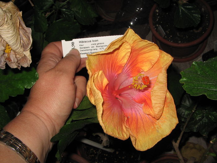 IMG_0984 - Hibiscus 1