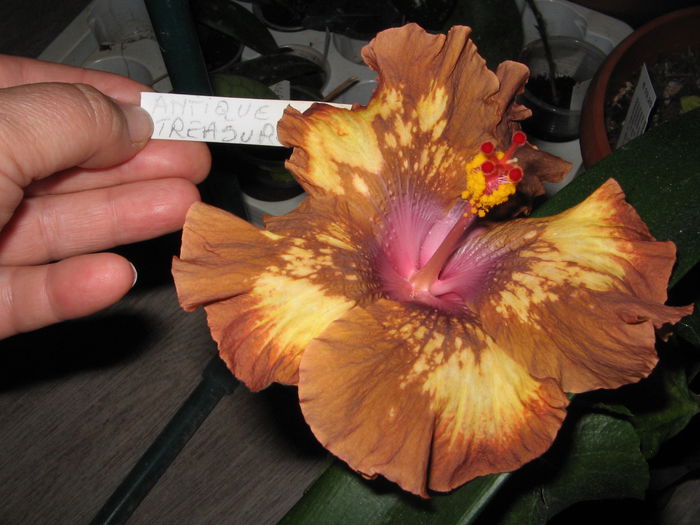 IMG_0985 - Hibiscus 1