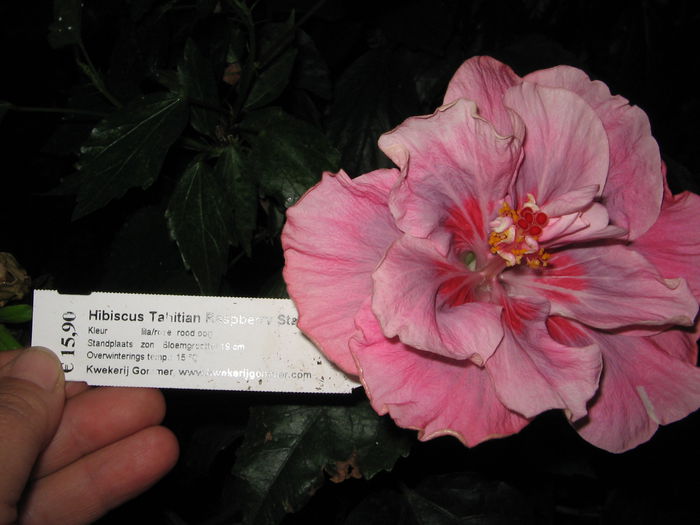 IMG_0986 - Hibiscus 1