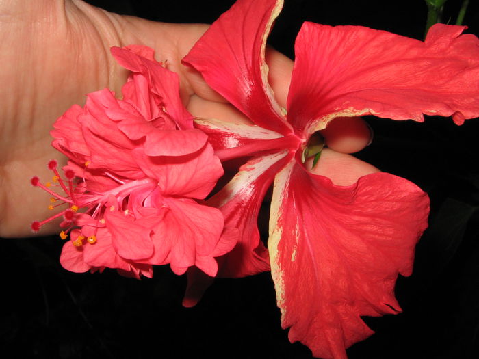 IMG_0988 - Hibiscus 1
