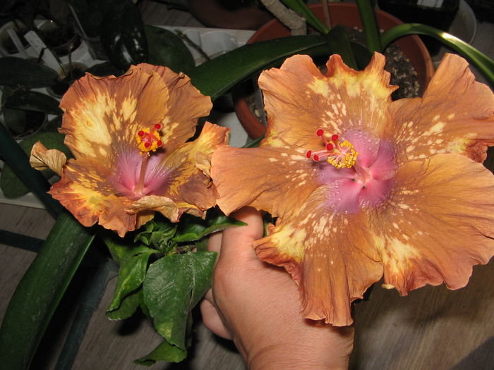 IMG_0989 - Hibiscus 1