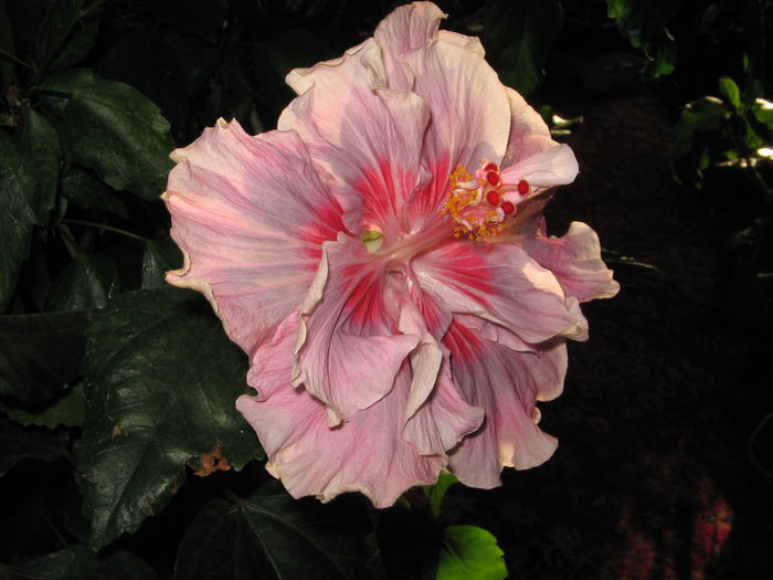 IMG_0990 - Hibiscus 1