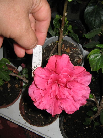 IMG_0991 - Hibiscus 1
