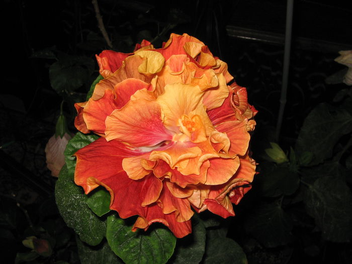 IMG_0992 - Hibiscus 1