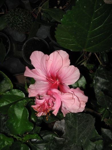 IMG_0993 - Hibiscus 1