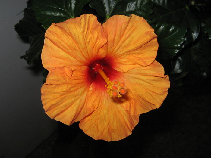 IMG_0994 - Hibiscus 1