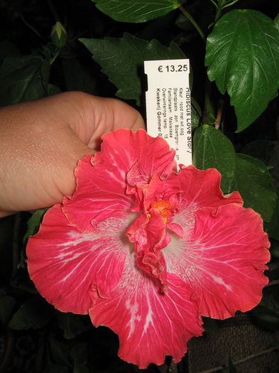 IMG_0995 - Hibiscus 1