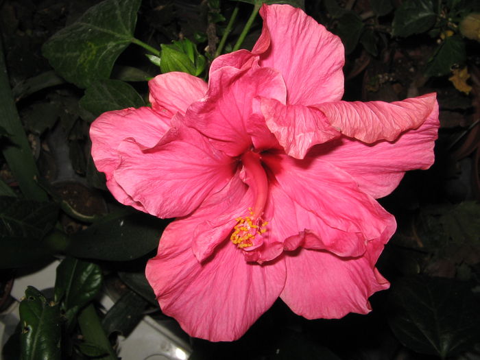 IMG_0996 - Hibiscus 1