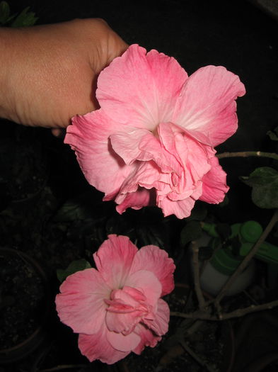 IMG_0998 - Hibiscus 1