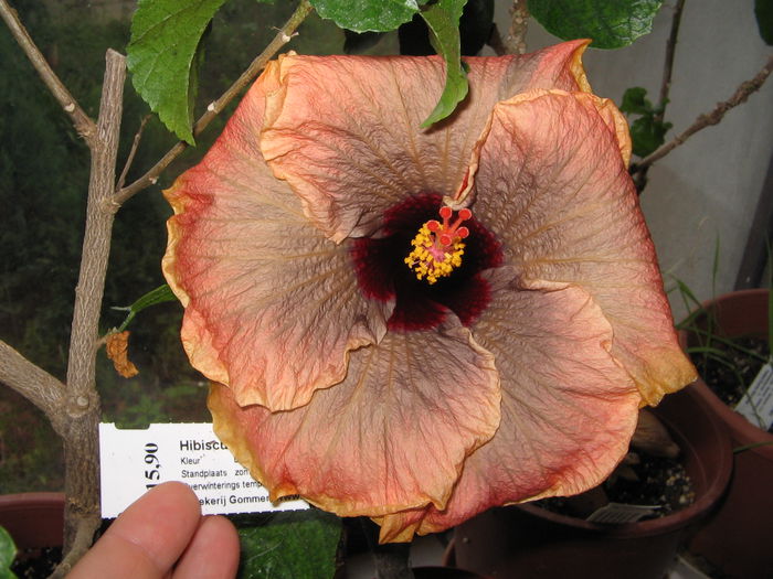 IMG_1015 - Hibiscus 1