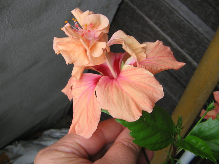 IMG_1024 - Hibiscus 1