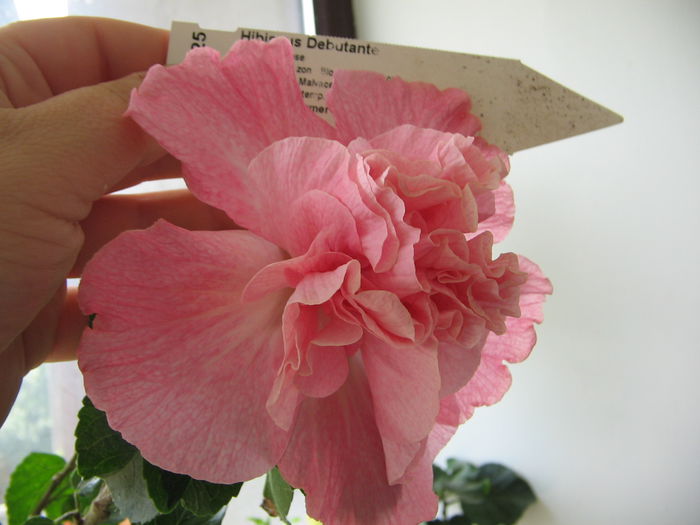 IMG_1030 - Hibiscus 1