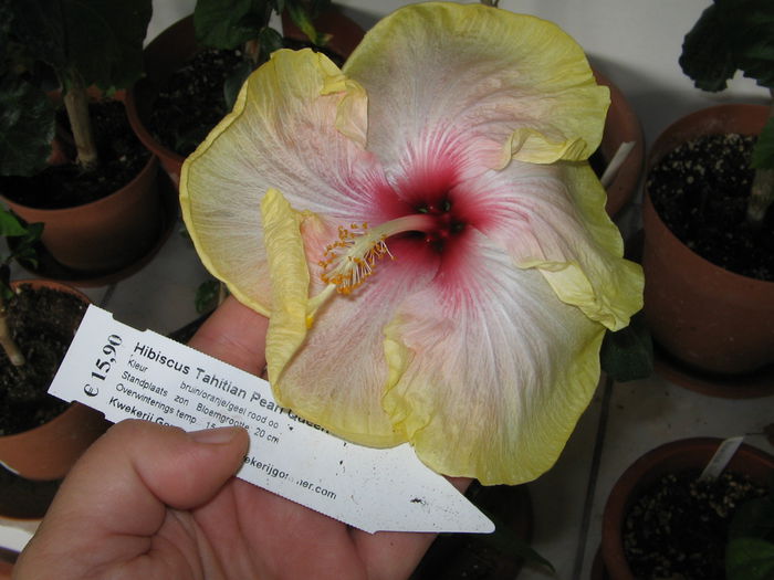 IMG_1034 - Hibiscus 1