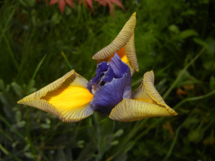 Iris hollandica (2014, May 16) - IRIS Hollandica_Dutch Iris