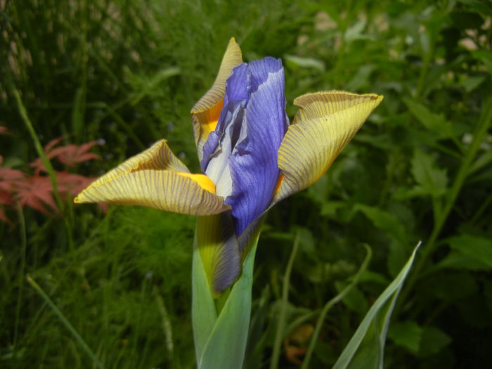 Iris hollandica (2014, May 16) - IRIS Hollandica_Dutch Iris