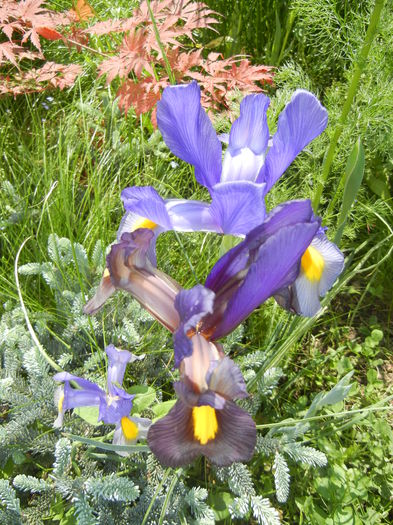 Iris hollandica (2014, May 21) - IRIS Hollandica_Dutch Iris