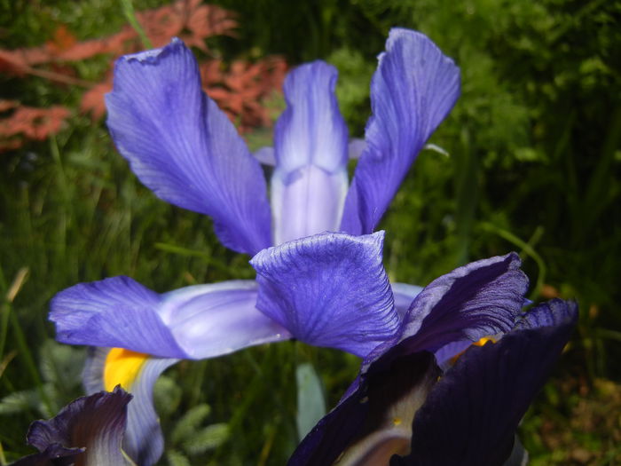 Iris hollandica (2014, May 21) - IRIS Hollandica_Dutch Iris