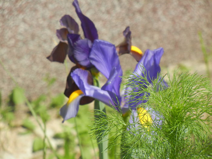 Iris hollandica (2014, May 21) - IRIS Hollandica_Dutch Iris