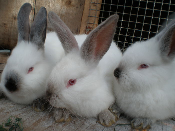 Femelute(in mijloc Havana)