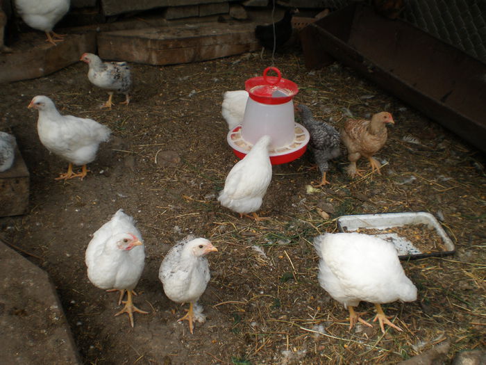 Pui Plymouth si Comuni